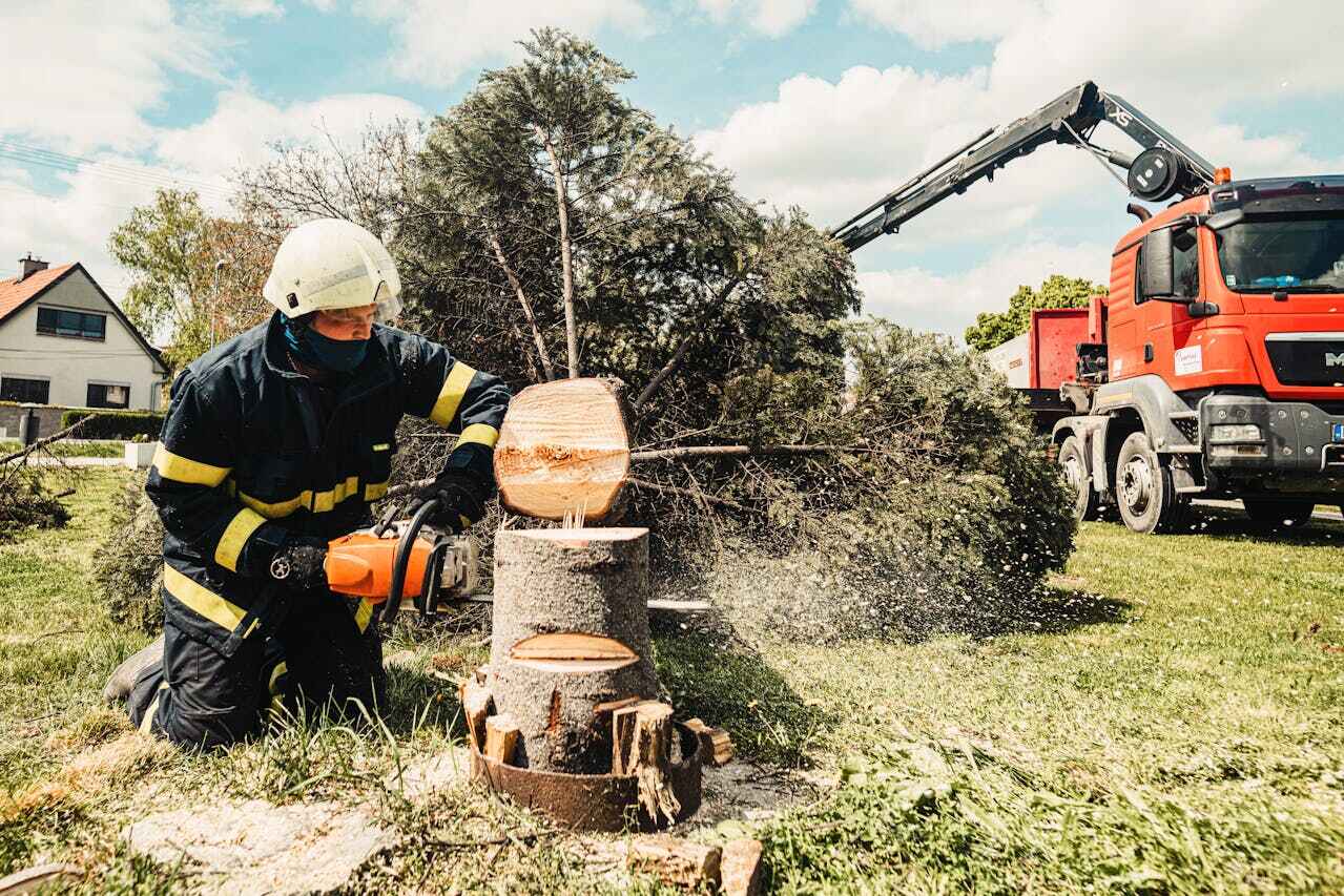 Large Tree Removal in Beach City, TX